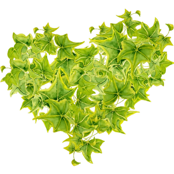 Sarmaşık Yapraklarından Kalp ürün görseli 1