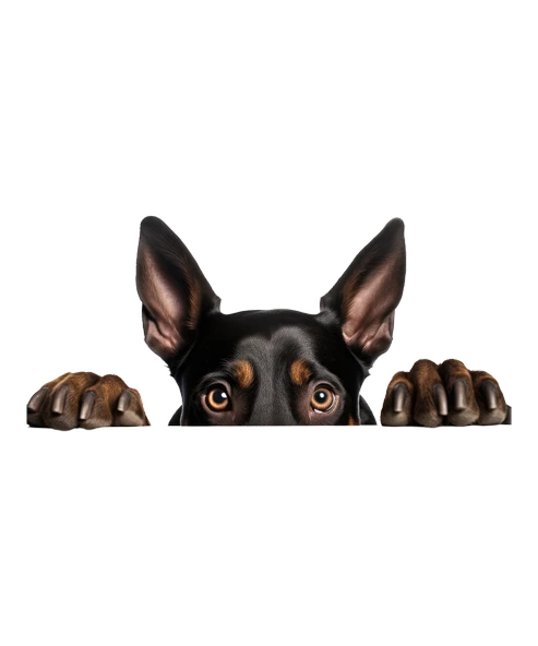 Yorkshire Terrier Duvar Stickerı - Resim 2