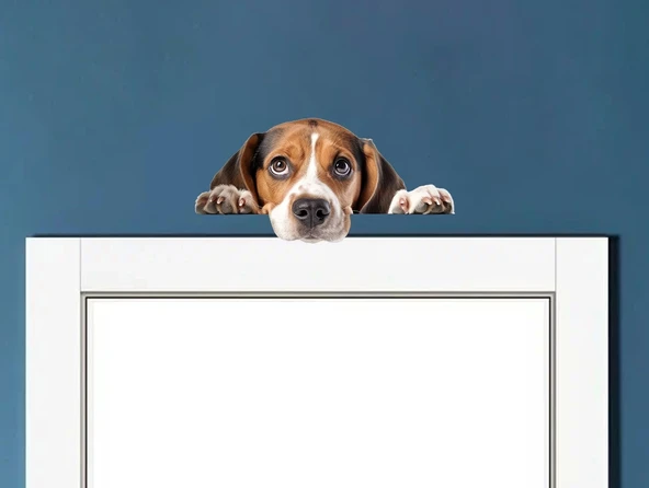 Kahverengi Beyaz Beagle Köpek Duvar Sticker'ı ürün görseli 1