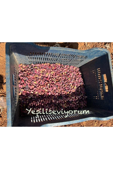 antepistachios Kuru Kırmızı Çiğ Kabuklu En Lezzetli Ağaç Altı Antep Fıstığı 1 Kilogram Eylül 2024 - 6