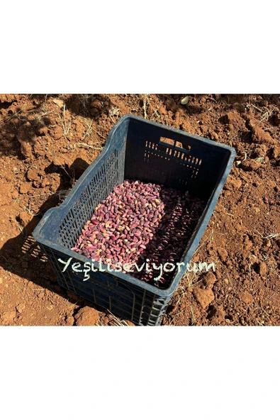 antepistachios Kuru Kırmızı Çiğ En Lezzetli Antep Fıstığı 250 gram Eylül 2024 Taze Mahsül Üreticisinden - 4
