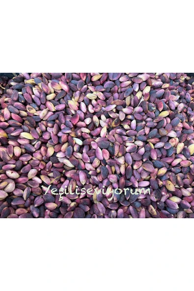 antepistachios Kuru Kırmızı Çiğ En Lezzetli Ağaç Altı Antep Fıstığı 100 Gram Eylül 2024 Taze Mahsül Üreticisinden