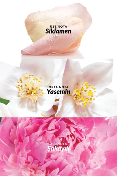 Celebre Kadın Parfüm Edt 50 Ml. - 3