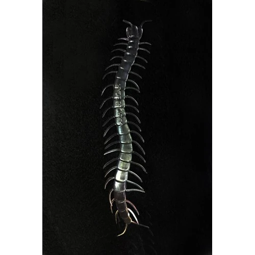 Şeffaf Renk Karanlıkta Parlayan Fosforlu Kırkayak 13 cm 1 Adet - 2