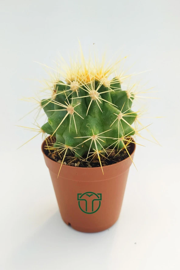 Altın Fıçı Kaktüsü, Echinocactus Grusonii, (5.5 cm Saksıda)