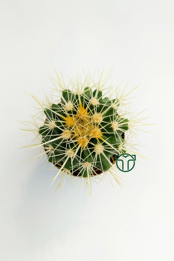 Altın Fıçı Kaktüsü, Echinocactus Grusonii, (5.5 cm Saksıda) - 2