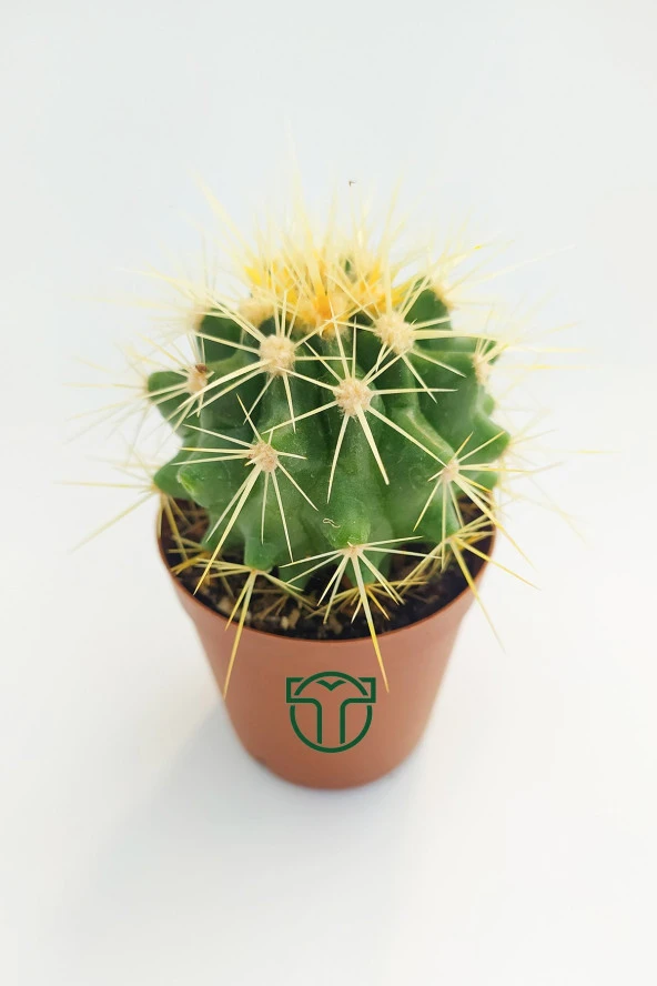 Altın Fıçı Kaktüsü, Echinocactus Grusonii, (5.5 cm Saksıda) - 3