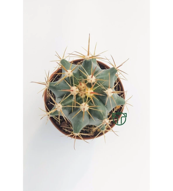 Ferocactus Horridus Kaktüs - 5.5 cm Saksıda - 2