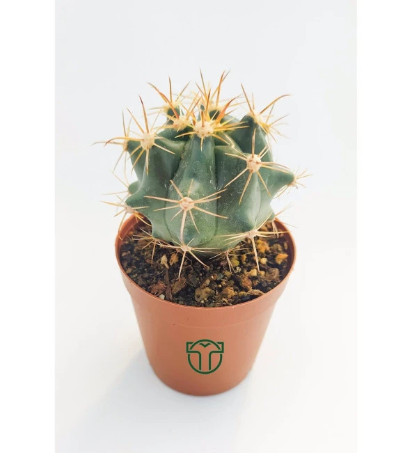 Ferocactus Horridus Kaktüs - 5.5 cm Saksıda - 3
