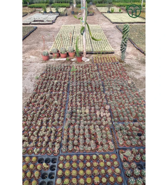 Ferocactus Horridus Kaktüs - 5.5 cm Saksıda - 4