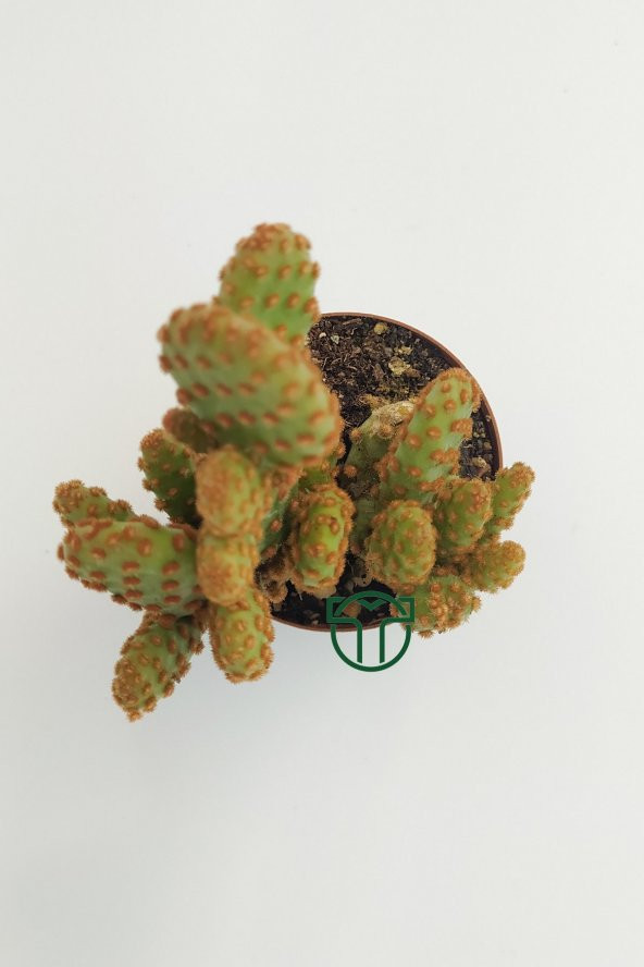 Opuntia Microdasys Rufida Minor - Kaynana Dikeni - 5.5 cm Saksıda
