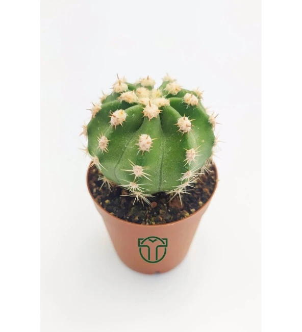 Echinopsis Subdenudata Beyaz Çiçekli Kaktüs 5.5 cm Saksıda