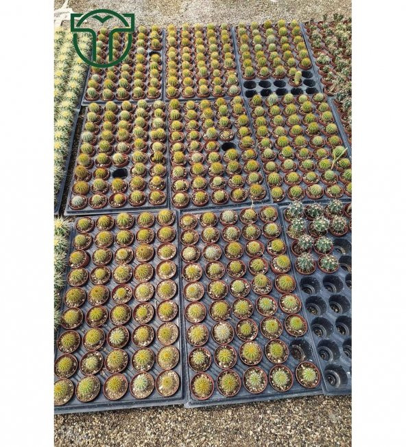 Notocactus Leninghausii  - Golden Ball Kaktüs - 5.5 cm Saksıda - 4