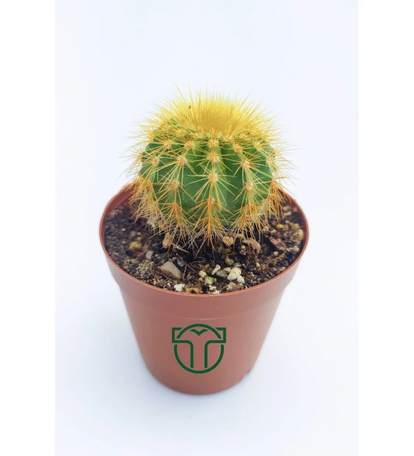 Notocactus Leninghausii  - Golden Ball Kaktüs - 5.5 cm Saksıda