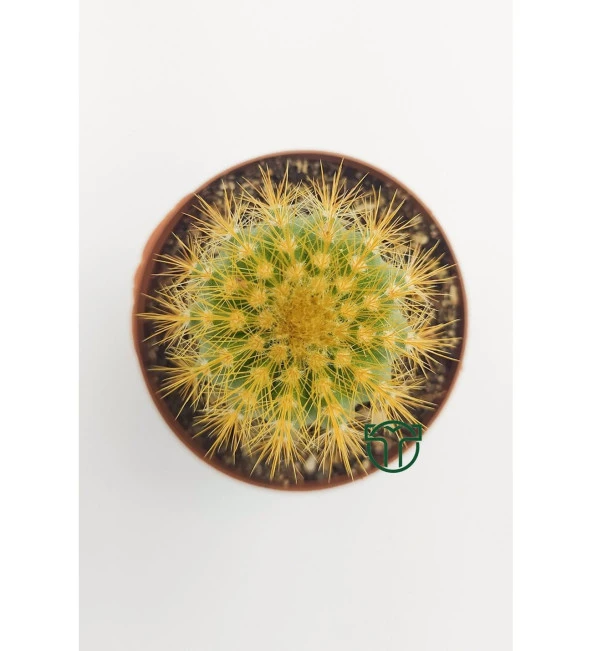 Notocactus Leninghausii  - Golden Ball Kaktüs - 5.5 cm Saksıda - Resim 2