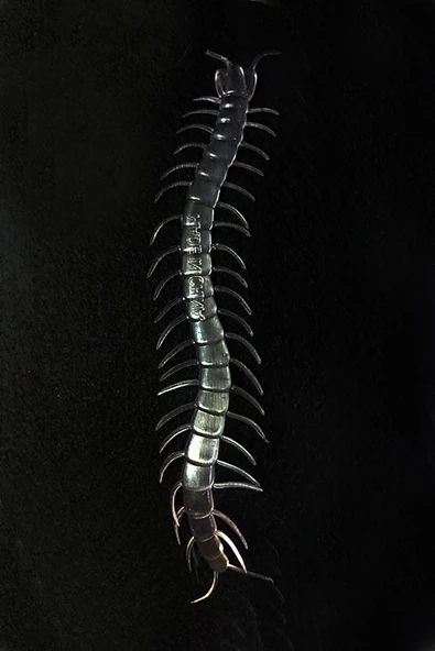 Nessiworld  Şeffaf Renk Karanlıkta Parlayan Fosforlu Kırkayak 13 cm 1 Adet ürün görseli