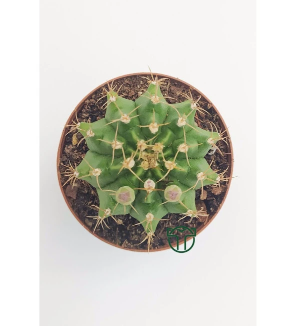Gymnocalycium Mihanovichii - Çene Kaktüsü - 5.5 cm Saksıda - Resim 2