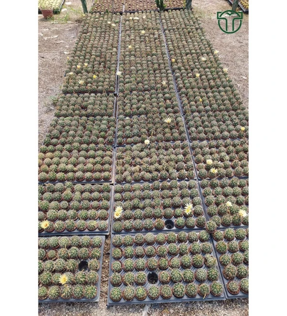 Gymnocalycium Mihanovichii - Çene Kaktüsü - 5.5 cm Saksıda - Resim 3