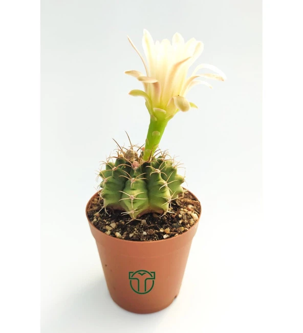 Gymnocalycium Mihanovichii - Çene Kaktüsü - 5.5 cm Saksıda - Resim 4