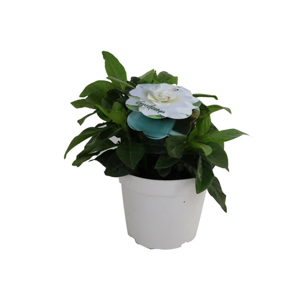 Gardenya P12