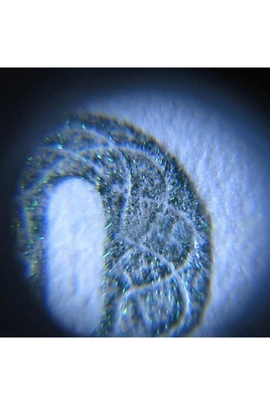 Bosile 60x Mini Cep Mikroskop Kuyumcu Büyüteç Led Işık - Resim 7