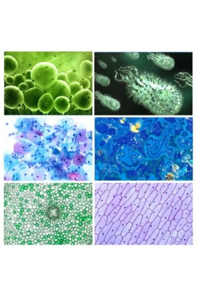 Elifce Çocuklar Ve Yeni Başlayanlar Için Mikroskop Seti 1200x Büyütme Bilimsel Hobi Eğlence Mikroskop - 5