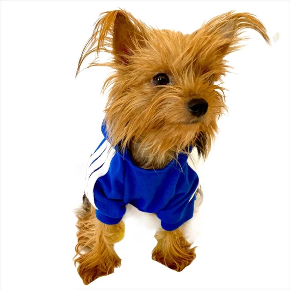 Saks Mavi Adidog Kapşonlu Duo Köpek Sweatshirt Köpek Kazağı - 4