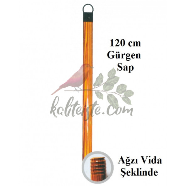 1,2 metre Gürgen Sap