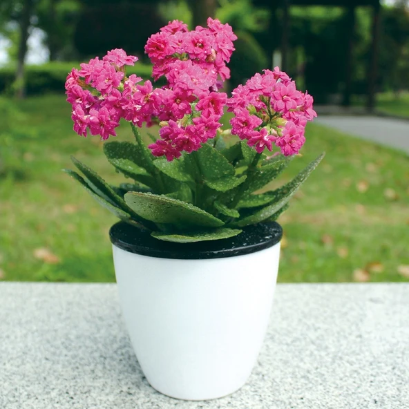 Otomatik Su Emici Çift Katmanlı Plastik Saksı Beyaz 11cm Çap 10.3cm Yükseklik - 8