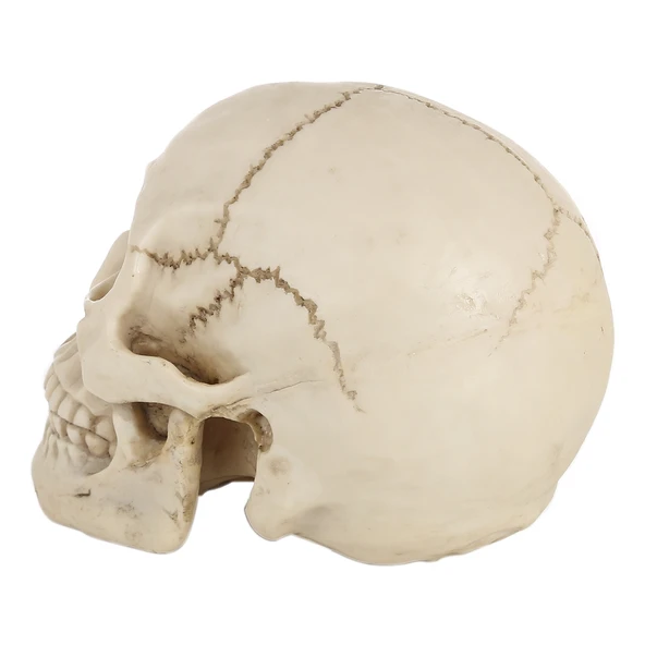 Beyaz Kafatası Dekoratif Hallowmas Prop Gösterim 19x13x14 cm - 5