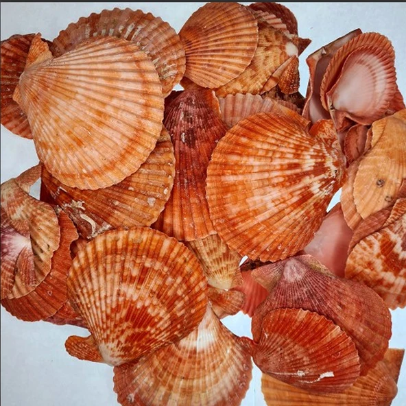 Pecten Novalis Kırmızı Kiloluk Deniz Kabuğu (1 KG ürün görseli