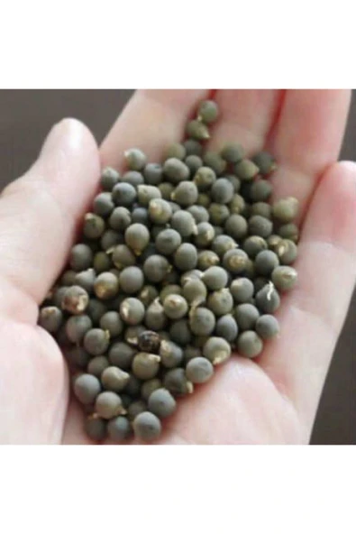 Bamya Tohumu Yerli 1 Kg (ilaçsız- Yenilebilir) 1. Kalite Balıkesir Yeni Mahsül - 2