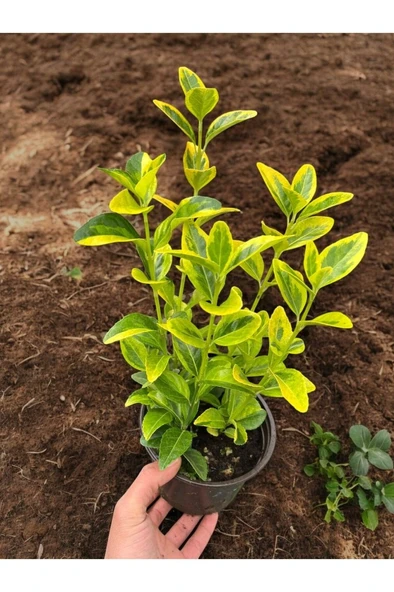 Altuni Gold Taflan Çit Bitkisi Sarı Taflan Fidanı 20-30 Cm - Resim 3