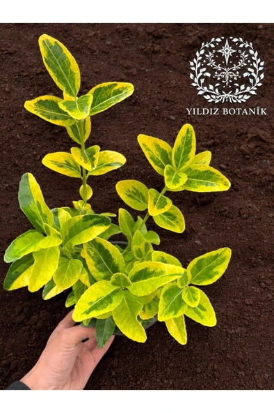 Altuni Gold Taflan Çit Bitkisi Sarı Taflan Fidanı 20-30 Cm - Resim 4