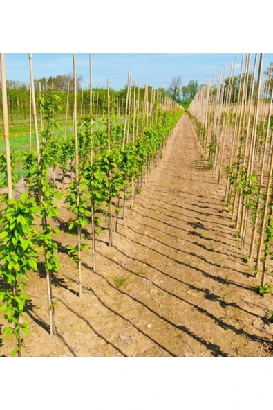 Ersa Hediyelik Bambu Bitki Destek Çubuğu 200 Cm 6'lı - 3