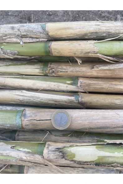 FarmLife Tohum 10 Adet Bambu Bitki Destek Çubuğu 150 Cm (ÇOK KALIN VE DAYANIKLI) - 2