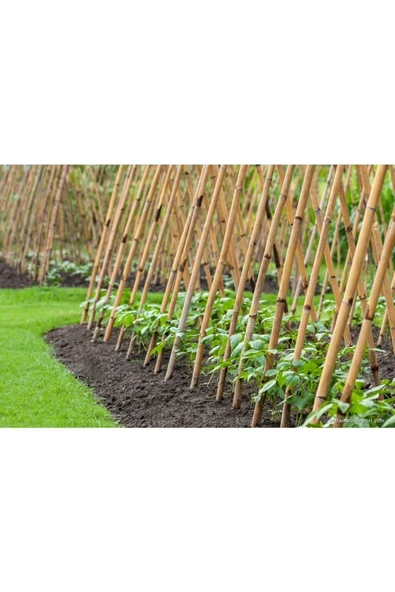 DORUK DEKOR 100 Cm 25 -35 Mm Çiçek Destek Bambu Çubuk 10 Ad. - 5