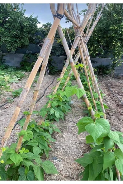 RVN Stone Works Bambu Çubuk Bambu Bitki Destek Çubuğu 5 Adet 120 cm - 2