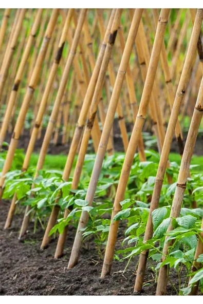ekofidan Bambu Fidan Bitki Destek Çubuğu 150 Cm 25 Adet - 2