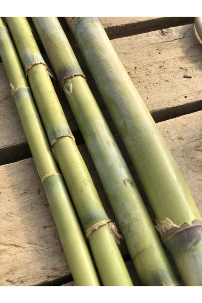 FİDAN PAZARI Bambu Bitki Destek Çubuğu 10 Adet 150cm - 2