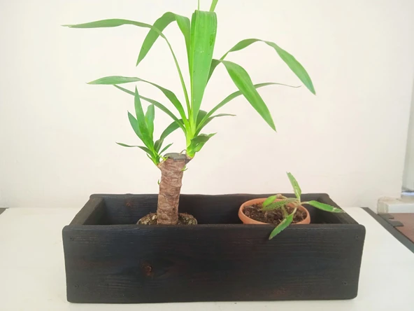 Wood&Pot Dekoratif Yakisugi Saksılık - 52x17x13 - 8
