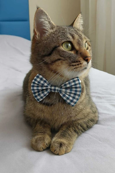 "Kedi Papyonu - Gingham Kareli Tasarım, Sevimli ve Şık Aksesuar"