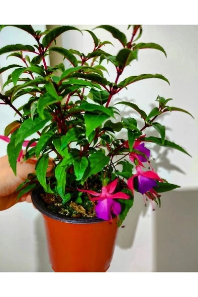 Küpeli Çicegi Fidanı (KİRMİZİ-MOR-BEYAZ-PEMBE RENK) 10-20 cm - Resim 3