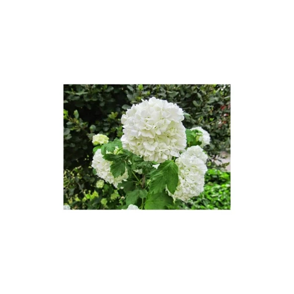 Saksılı Kartopu Çiçeği 40-60 cm ürün görseli