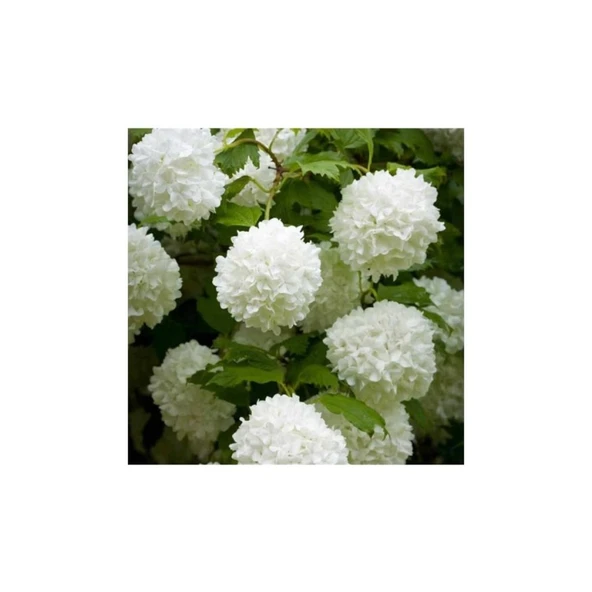 Saksılı Kartopu Çiçeği 40-60 cm - Resim 3