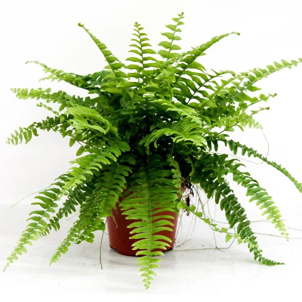 Aşk Merdiveni Çiçeği Fidanı 10-30 cm - Resim 3