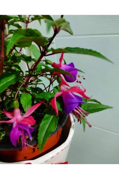 Küpeli Çicegi Fidanı (KİRMİZİ-MOR-BEYAZ-PEMBE RENK) 10-20 cm - Resim 2