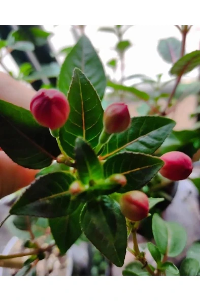 Küpeli Çicegi Fidanı (KİRMİZİ-MOR-BEYAZ-PEMBE RENK) 10-20 cm - Resim 5