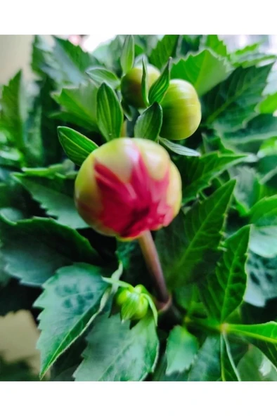 Küpeli Çicegi Fidanı (KİRMİZİ-MOR-BEYAZ-PEMBE RENK) 10-20 cm - Resim 6