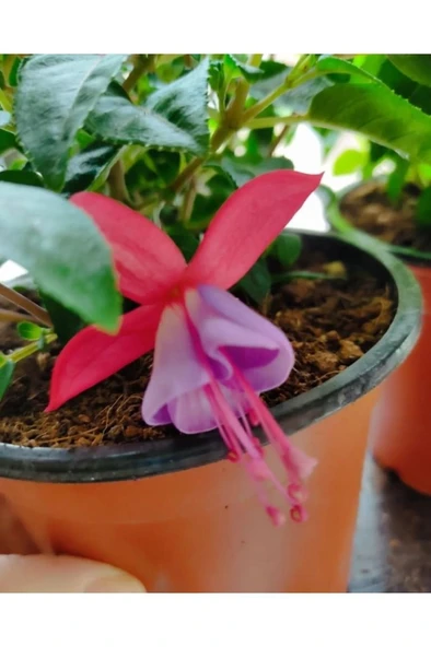 Küpeli Çicegi Fidanı (KİRMİZİ-MOR-BEYAZ-PEMBE RENK) 10-20 cm - Resim 4